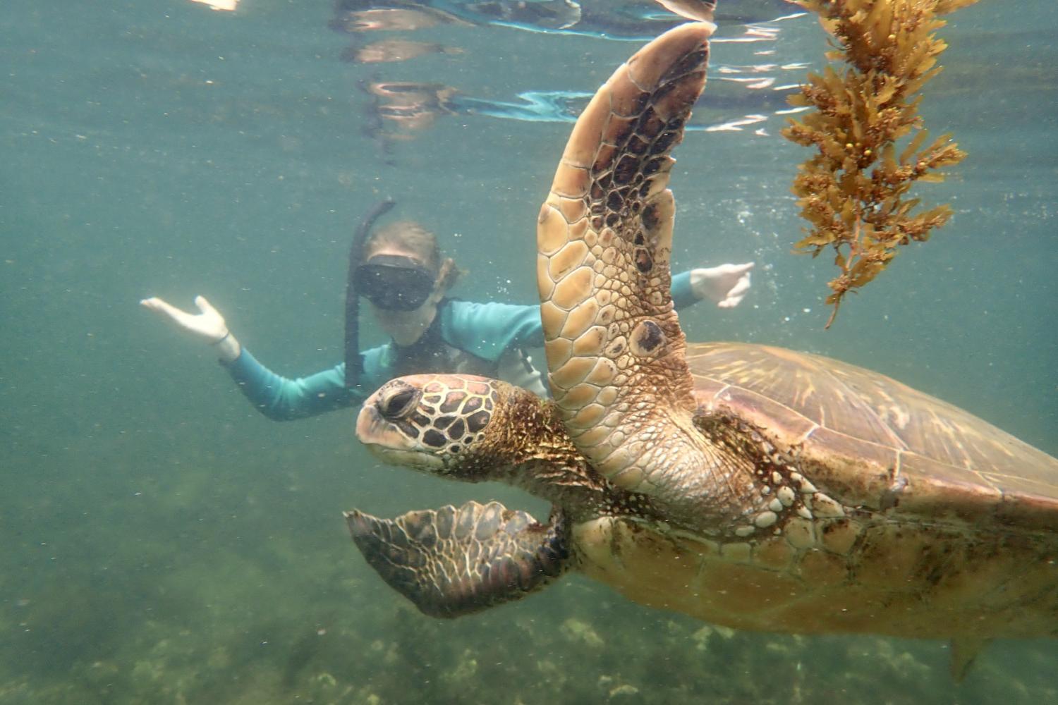 一名<a href='http://l7sa.malutang.com/'>博彩网址大全</a>学生在Galápagos群岛游学途中与一只巨龟游泳.